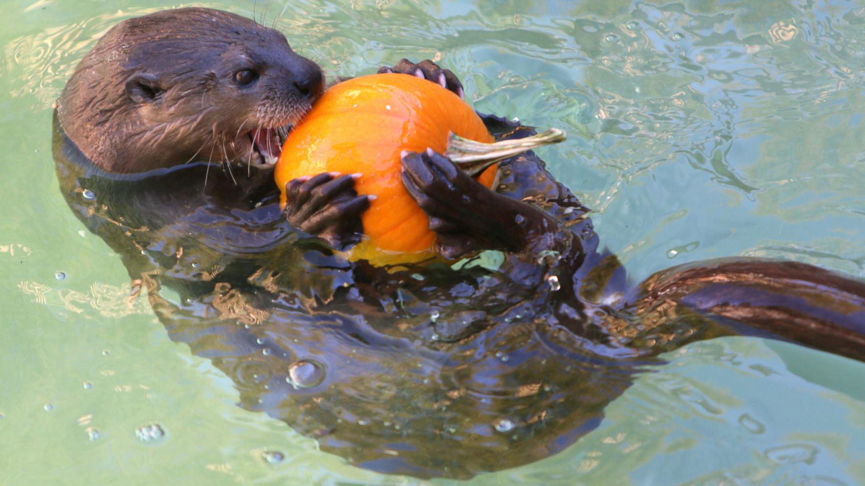 Otters Pfeiffer and Hasani at Reid Park Zoo in Tucson